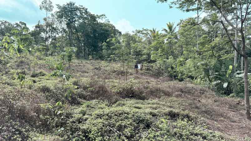 dijual tanah desa sidamulya