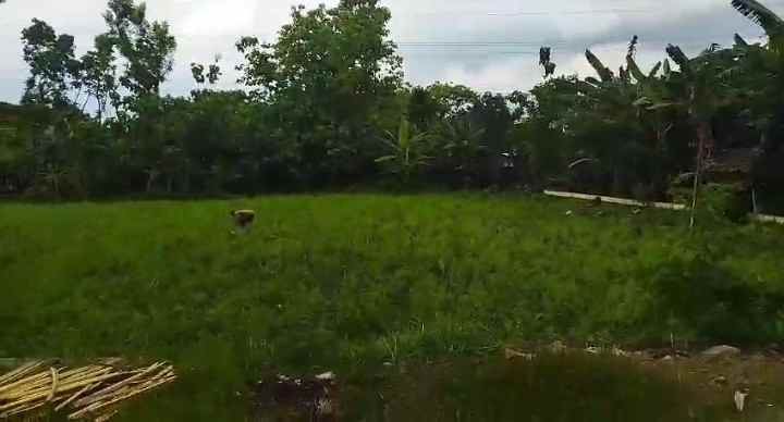 dijual tanah di klumpit kersikan kec geneng kab ngawi