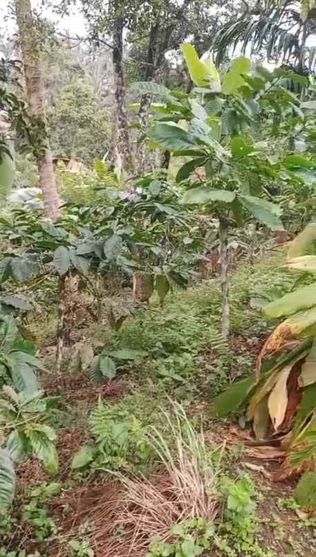 dijual tanah ds mundeh kangin kec