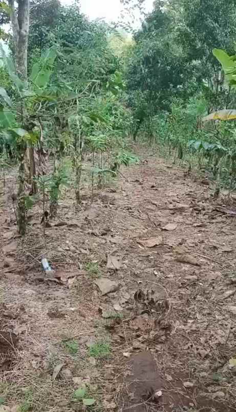 dijual tanah ds mundeh kangin kec