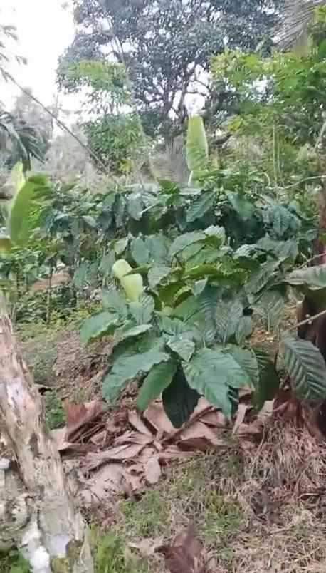 dijual tanah ds mundeh kangin kec