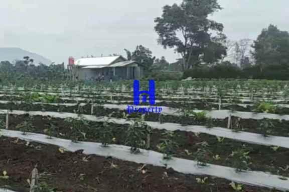 dijual tanah jalan kubucolia seberaya