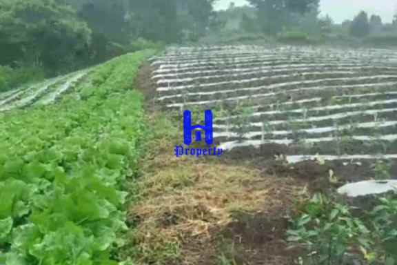 dijual tanah jalan kubucolia seberaya