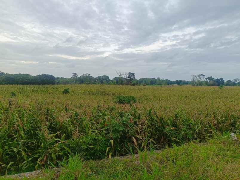 dijual tanah jalan pantura desa hameli