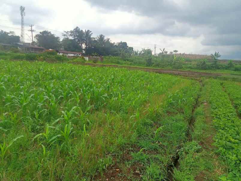 dijual tanah jl raya karangturi desa