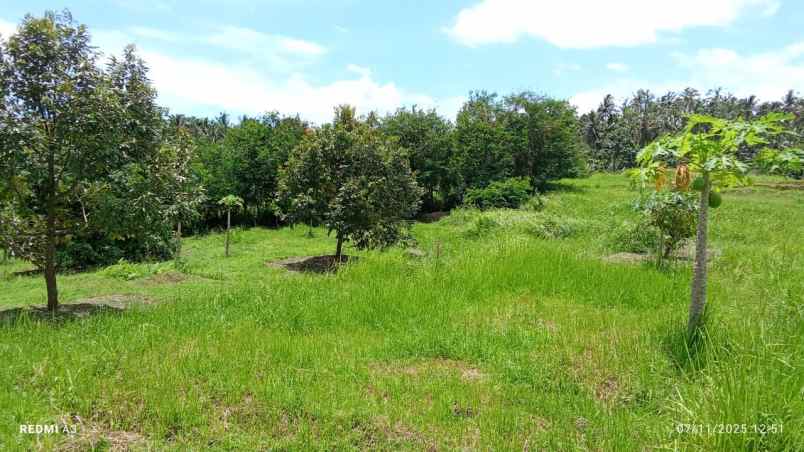 dijual tanah kebun durian murah tempat strategis