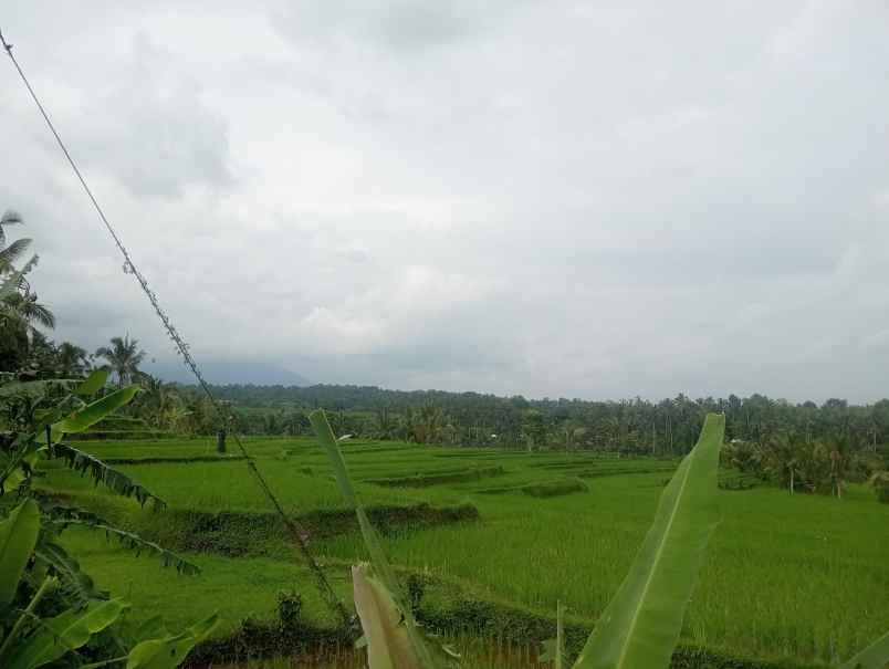 dijual tanah kebun durian murah tempat strategis