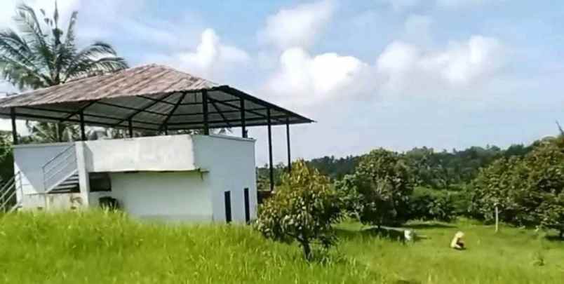 dijual tanah kebun durian murah tempat strategis