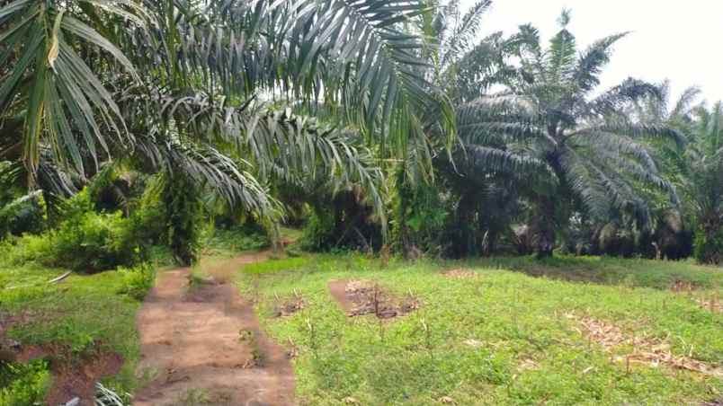 dijual tanah ngaras bengkunat lampung