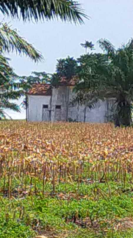 dijual tanah ngaras bengkunat lampung