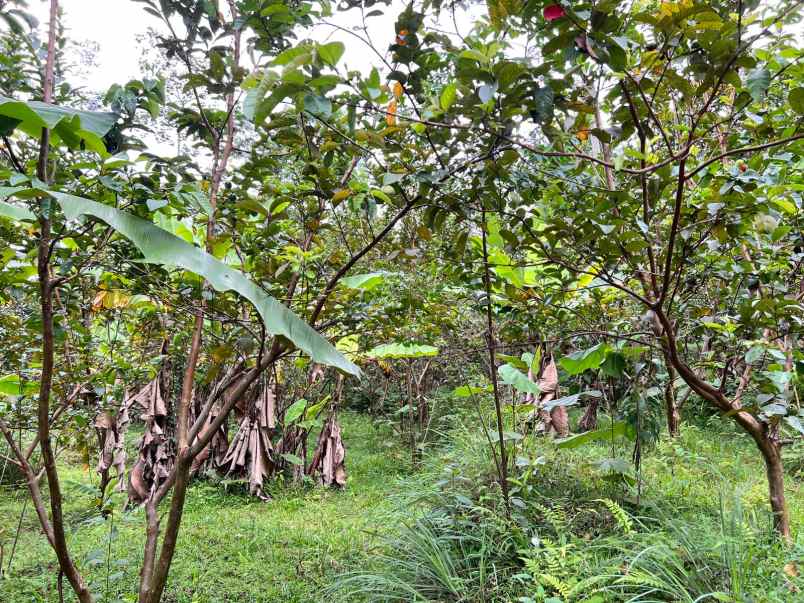 dijual tanah ngargoyoso karanganyar