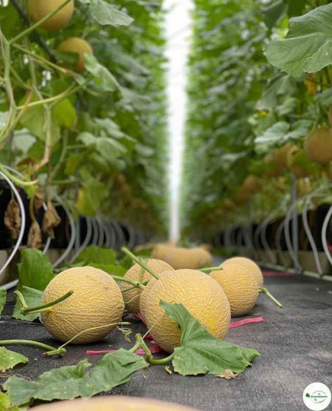 dijual tanah nongkojajar