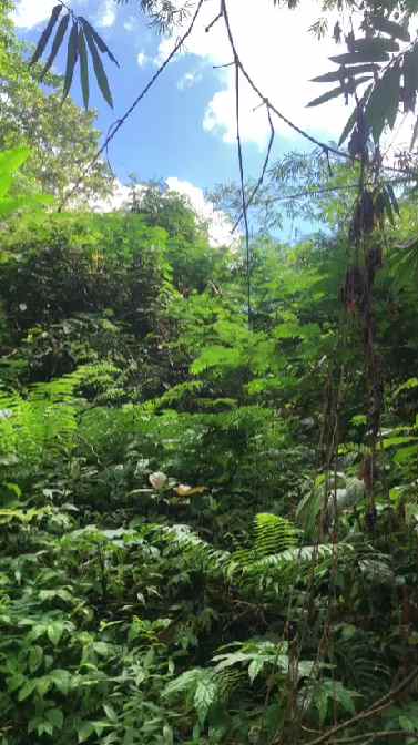 dijual tanah penebel tabanan bali