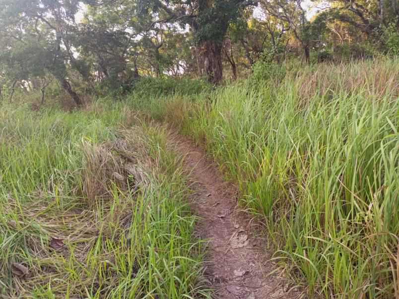 dijual tanah pinggir pantai wee wella