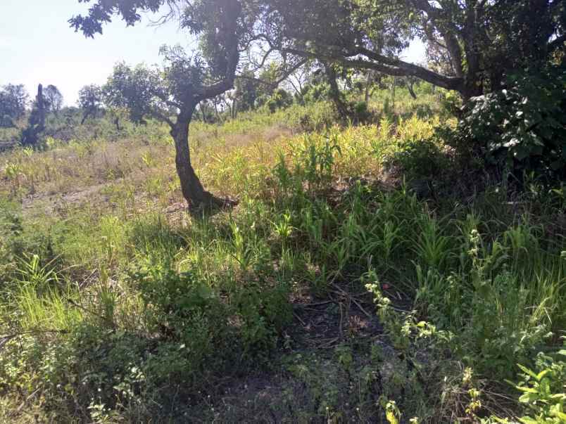 dijual tanah pinggir pantai wee wella