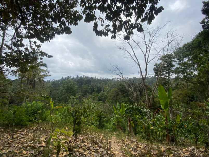 dijual tanah pupuan tabanan bali