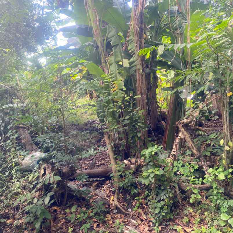 dijual tanah raya canggu