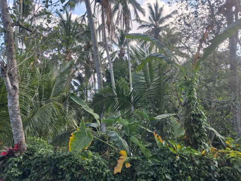 dijual tanah selemadeg tabanan bali