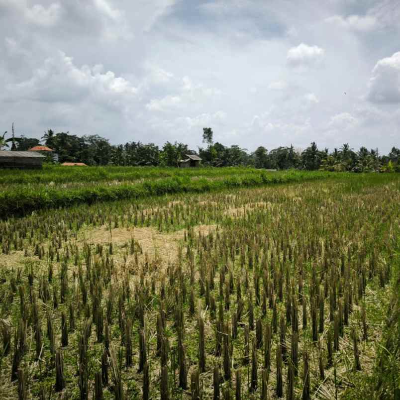 dijual tanah tampaksiring