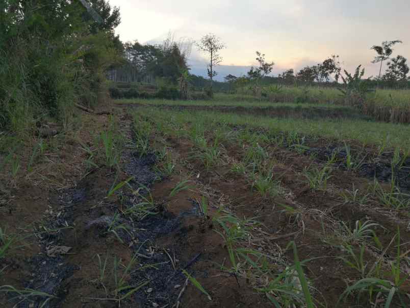 jual tanah di sidorahayu kec wagir malang
