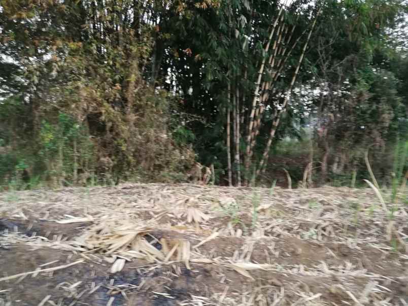 jual tanah di sidorahayu kec wagir malang