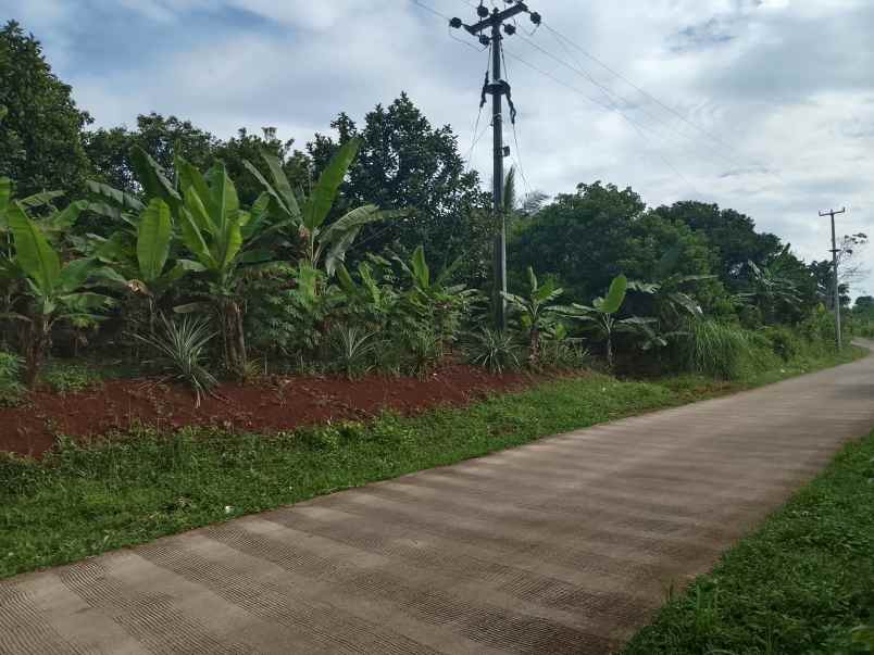 kebun produktif rambutan durian kalijati subang
