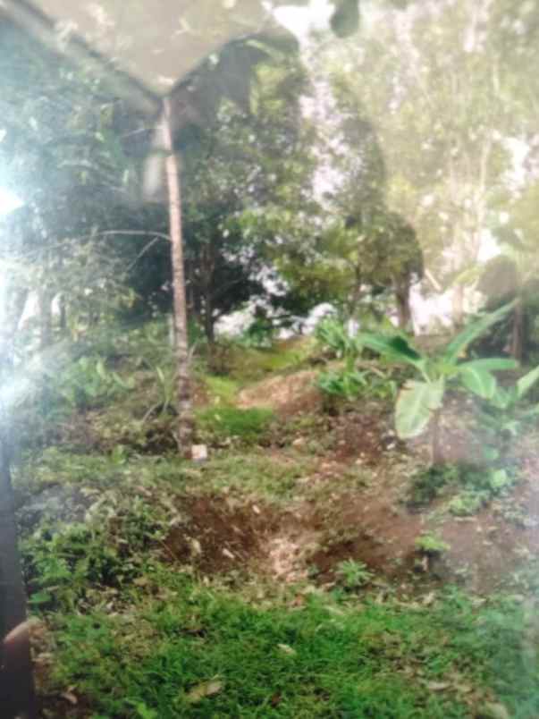 kebun shm desa medowo kandangan pare kediri