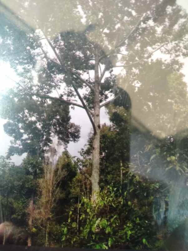 kebun shm desa medowo kandangan pare kediri