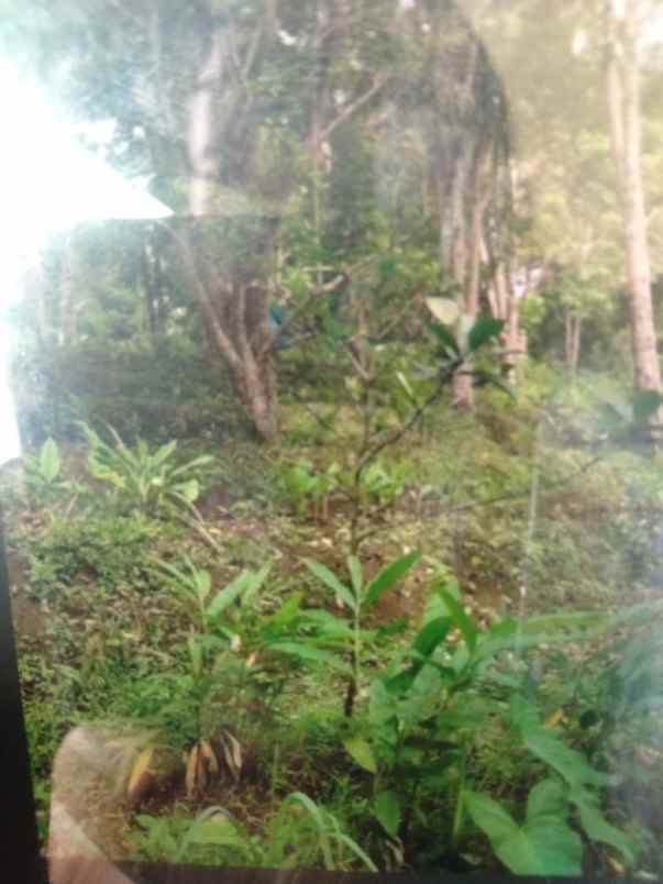 kebun shm desa medowo kandangan pare kediri
