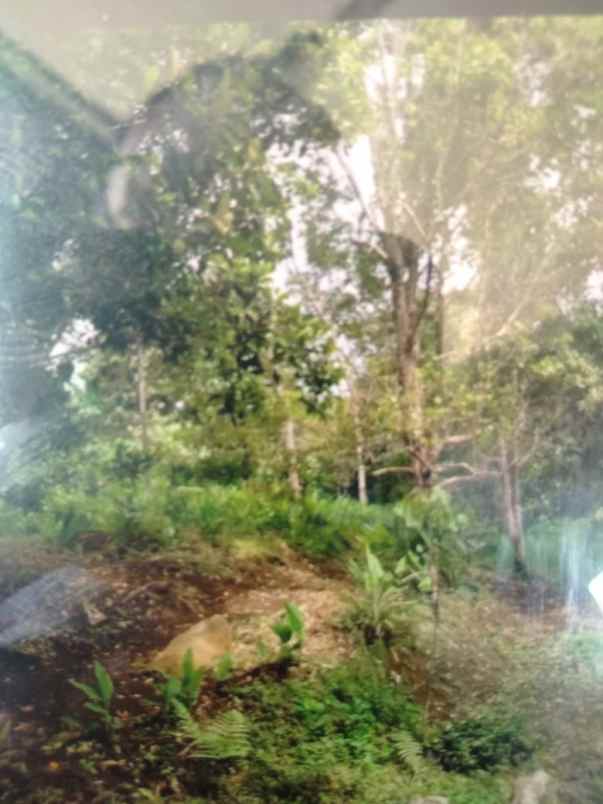 kebun shm desa medowo kandangan pare kediri