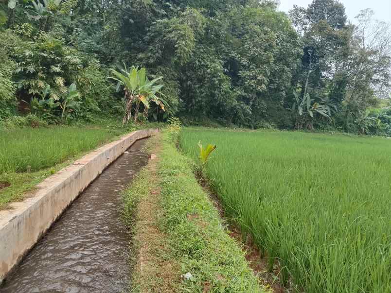sawah produktif dekat sungai view bagus subang
