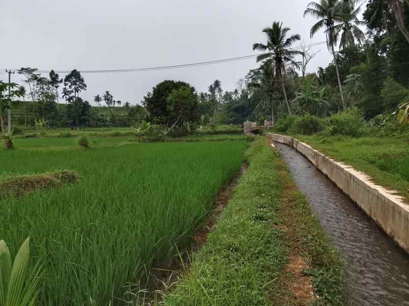 sawah produktif dekat sungai view bagus subang
