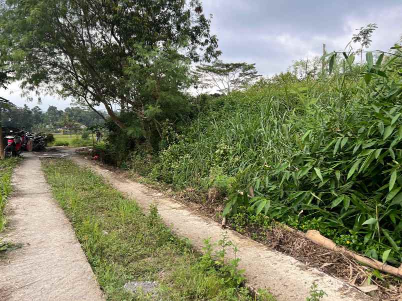 sawah subur 5000m karangpandan karanganyar