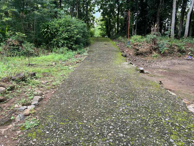 tanah 125 juta cocok investasi kebun buah karanganyar