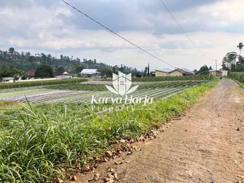 tanah 2200m2 dikelilingi kebun teh kemuning