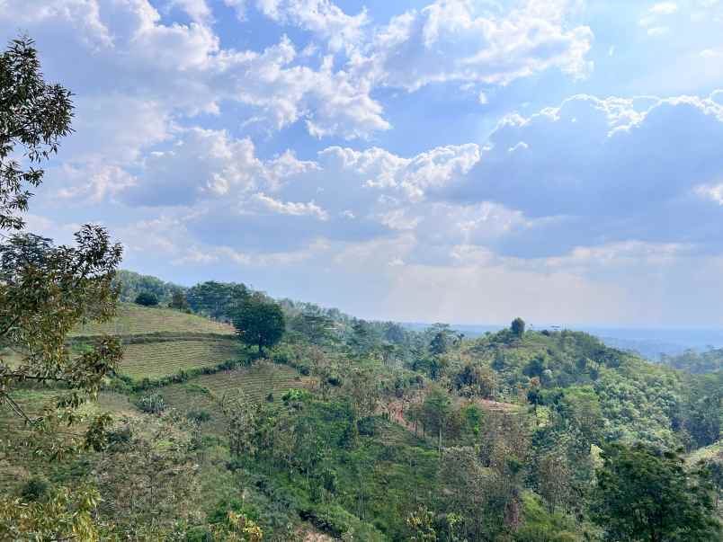 tanah 8000m cocok untuk kebun buah karanganyar