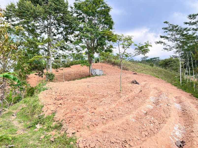 tanah 8000m cocok untuk kebun buah karanganyar