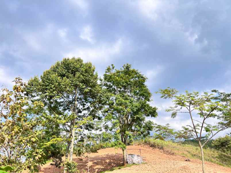 tanah 8000m cocok untuk kebun buah karanganyar