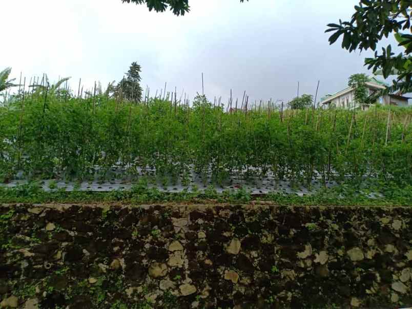 tanah dekat wisata alam parang