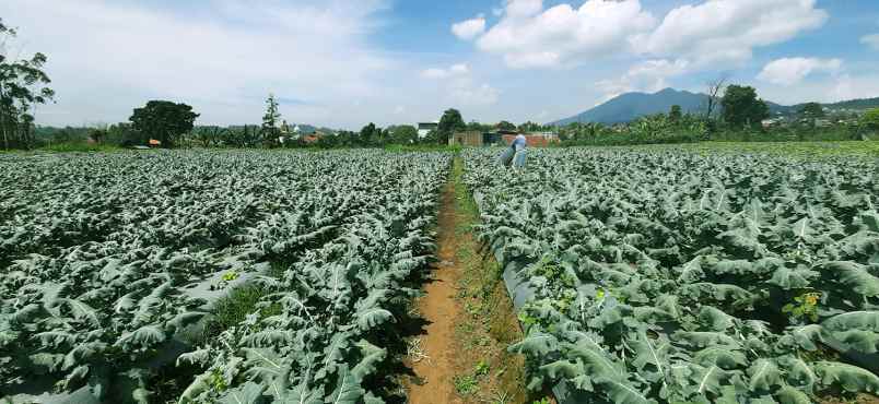 tanah desa cikahuripan