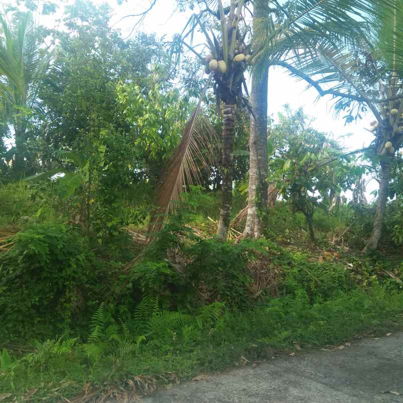 tanah lumbung selemadeg tabanan bali