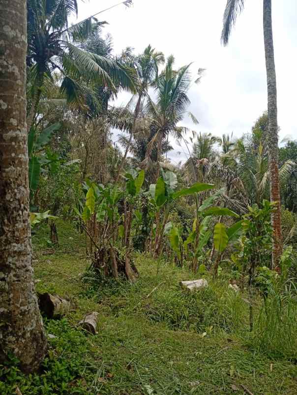 tanah payangan gianyar bali cocok investasi