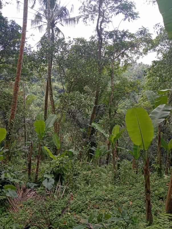 tanah payangan gianyar bali cocok investasi