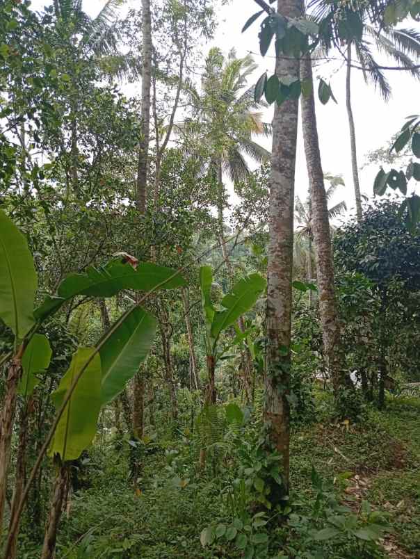 tanah payangan gianyar bali cocok investasi