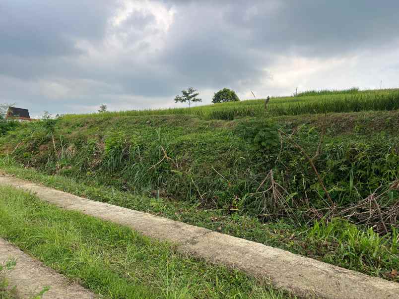 tanah subur 1000m 300 juta karangpandan