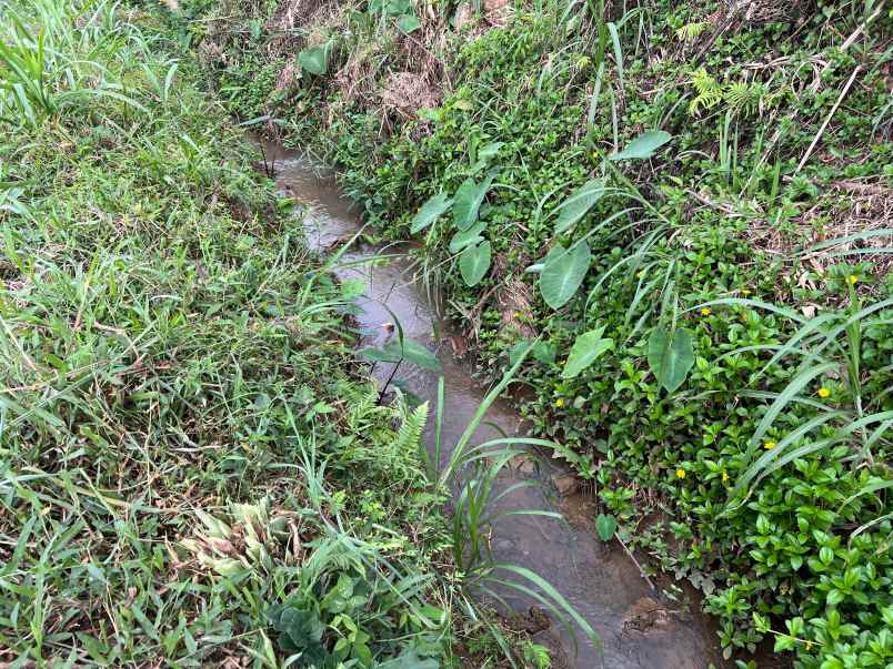 tanah subur 1000m 300 juta karangpandan