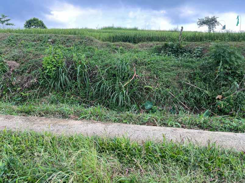 tanah subur 1000m 300 juta karangpandan