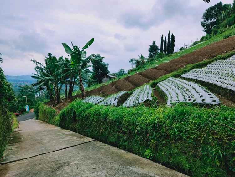 tanah timur bali ndeso kemuning