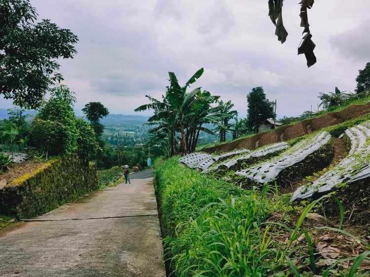 tanah timur bali ndeso kemuning