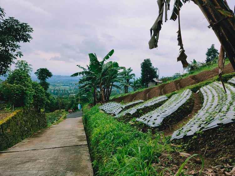 tanah timur bali ndeso kemuning